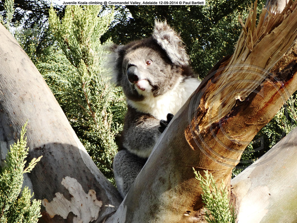 Juvenile Koala climbing @ Coromandel Valley, Adelaide 12-09-2014 � Paul Bartlett DSC04114