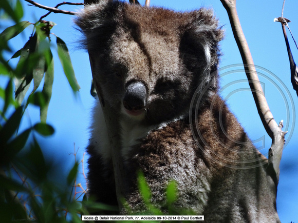 Koala sleeping @ Belair National Park, nr. Adelaide 09-10-2014 � Paul Bartlett DSC07779