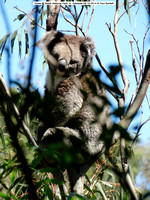Koala sleeping @ Belair National Park, nr. Adelaide 09-10-2014 � Paul Bartlett DSC07781