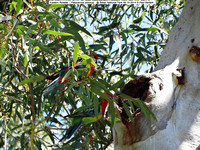 Eastern Rosella Platycercus eximius Belair National Park 09-10-2014 � Paul Bartlett DSC07790