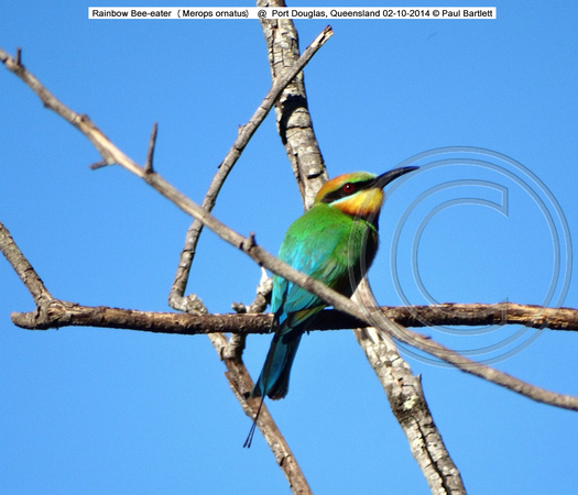 Rainbow Bee-eater (Merops ornatus) @  Port Douglas, Queensland 02-10-2014 © Paul Bartlett DSC06996w