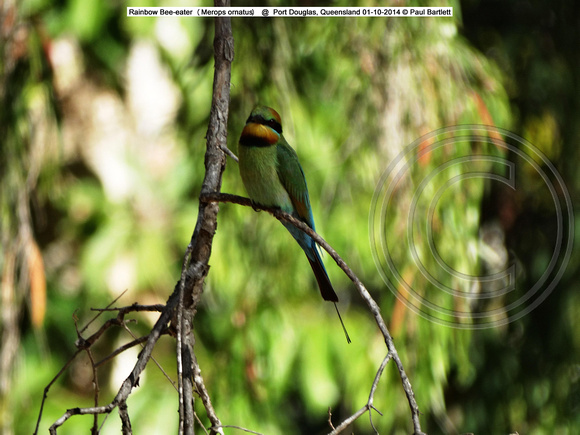 Rainbow Bee-eater (Merops ornatus) @  Port Douglas, Queensland 01-10-2014 © Paul BartlettDSC06839w
