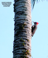 P1170713 Lineated woodpecker (Dryocopus lineatus)