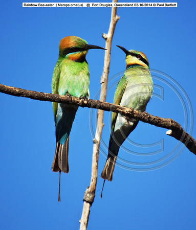 Rainbow Bee-eater (Merops ornatus) pair @  Port Douglas, Queensland 02-10-2014 © Paul Bartlett DSC07009w