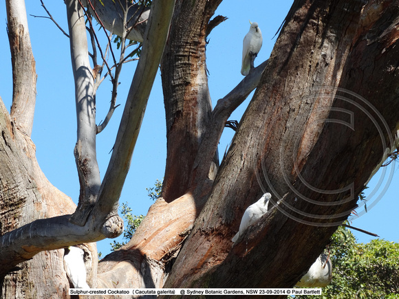 Sulphur-crested Cockatoo (Cacutata galerita) @ Sydney Botanic Gardens, NSW 23-09-2014 � Paul Bartlett DSC05544