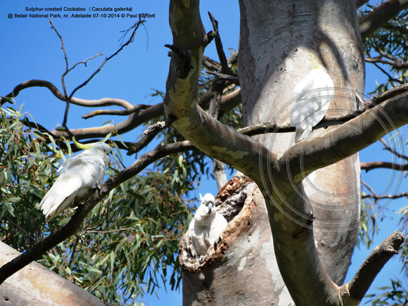 Sulphur-crested Cockatoo (Cacutata galerita) @ Belair National Park, nr. Adelaide 07-10-2014 � Paul Bartlett DSC07467