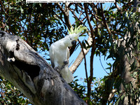 Sulphur-crested Cockatoo (Cacutata galerita)