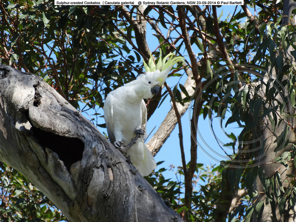 Sulphur-crested Cockatoo (Cacutata galerita) @ Sydney Botanic Gardens, NSW 23-09-2014 � Paul Bartlett DSC05573