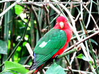 King Parrot (Alisterus scapularis) male Captive @ Wildlife Habitat, Port Douglas, Queensland 29-09-2014 © Paul Bartlett DSC06235