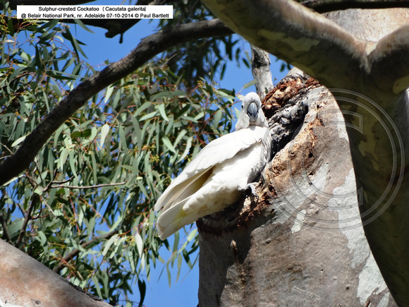 Sulphur-crested Cockatoo (Cacutata galerita) @ Belair National Park, nr. Adelaide 07-10-2014 � Paul Bartlett DSC07471