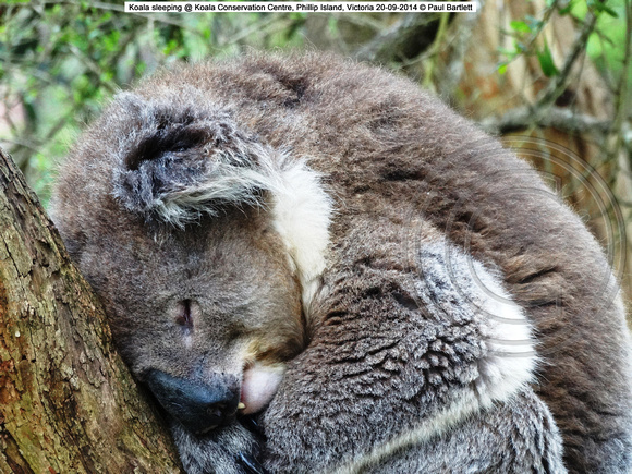 Koala sleeping @ Koala Conservation Centre, Phillip Island, Victoria 20-09-2014 � Paul Bartlett DSC05244