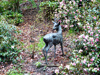Roebuck deer @ Himalayan garden and sculpture park, Grewelthorpe � Paul Bartlett r