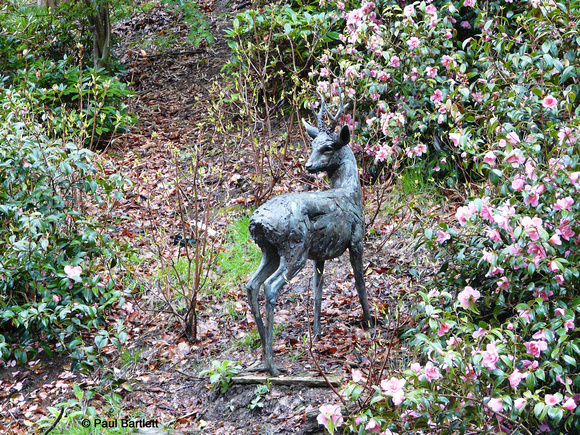 Roebuck deer @ Himalayan garden and sculpture park, Grewelthorpe � Paul Bartlett r