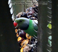 Layard’s (Emerald collared) Parakeet (Psittacula calthropae) Male @ Kithulgala Rest House 2016-01-01 © Paul Bartlett [2w]