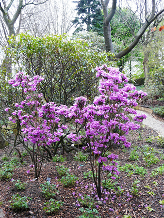 Rhododendron @ Himalayan garden and sculpture park, Grewelthorpe � Paul Bartlett [3r]