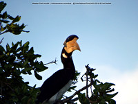 Malabar Pied Hornbill (Anthracoceros coronatus)