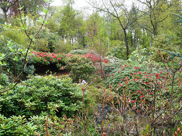 General view @ Himalayan garden and sculpture park, Grewelthorpe � Paul Bartlett r