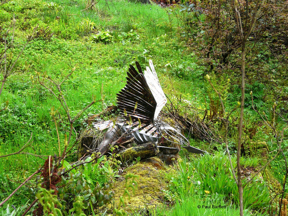 Kingfisher @ Himalayan garden and sculpture park, Grewelthorpe � Paul Bartlett [2r]