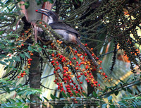 Sri Lanka Grey Hornbill (Ocyeros gingalensis)