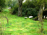 Steel mushrooms [2] @ Himalayan garden and sculpture park, Grewelthorpe � Paul Bartlett [1r]