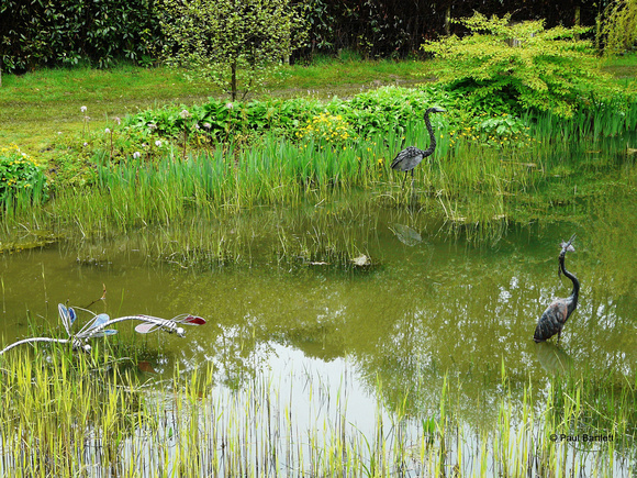 Dragonflies, Heron & Stork@ Himalayan garden and sculpture park, Grewelthorpe � Paul Bartlett [1r]