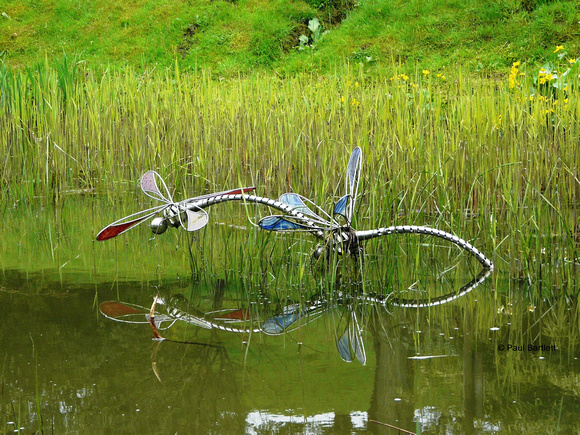 Dragonflies @ Himalayan garden and sculpture park, Grewelthorpe � Paul Bartlett [1r]