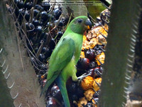 Layard’s (Emerald collared) Parakeet (Psittacula calthropae)