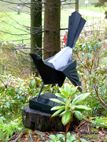 Blackbird @ Himalayan garden and sculpture park, Grewelthorpe � Paul Bartlett [2r]