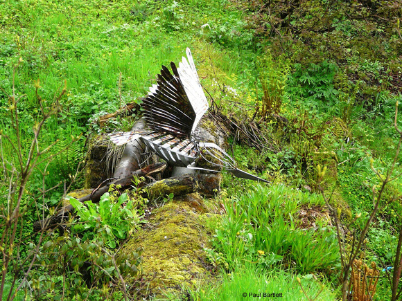 Kingfisher @ Himalayan garden and sculpture park, Grewelthorpe � Paul Bartlett [1r]