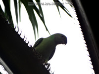 Layard’s (Emerald collared) Parakeet (Psittacula calthropae) Female @ Kithulgala Rest House 2016-01-02 © Paul Bartlett [2w]