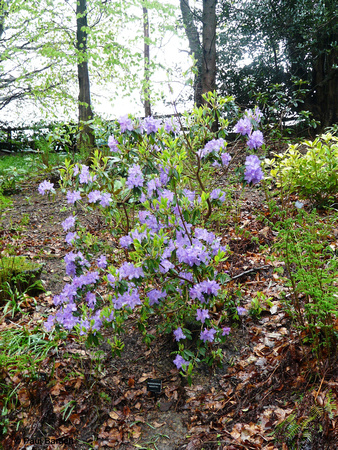 Rhododendron augustiniii @ Himalayan garden and sculpture park, Grewelthorpe � Paul Bartlett r