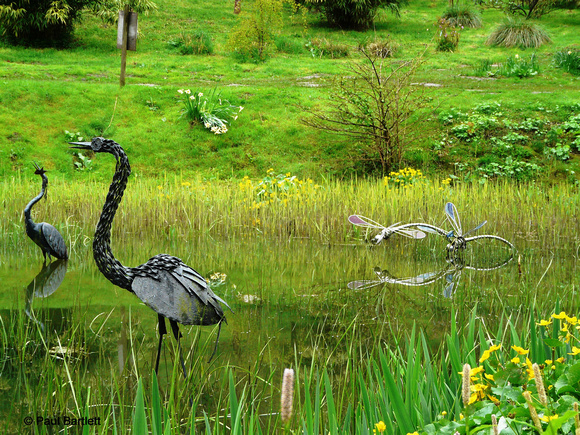 Herons  & Dragonflies, @ Himalayan garden and sculpture park, Grewelthorpe � Paul Bartlett [1r]