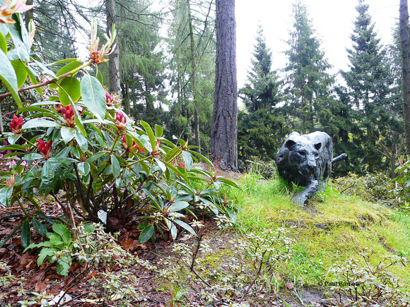 Leopard @ Himalayan garden and sculpture park, Grewelthorpe � Paul Bartlett [3r]
