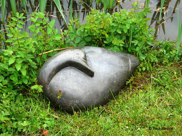 Resting duck @ Himalayan garden and sculpture park, Grewelthorpe � Paul Bartlett r