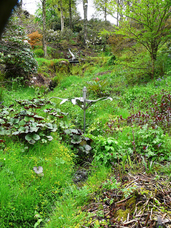 Water flower & Kingfisher @ Himalayan garden and sculpture park, Grewelthorpe � Paul Bartlett [2r]