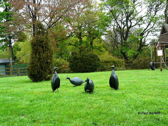 Guinea fowl @ Himalayan garden and sculpture park, Grewelthorpe � Paul Bartlett [1r]