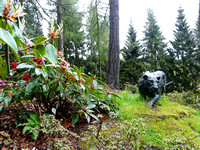 Leopard @ Himalayan garden and sculpture park, Grewelthorpe � Paul Bartlett [2r]