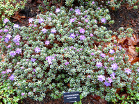 Rhododendron impeditum @ Himalayan garden and sculpture park, Grewelthorpe � Paul Bartlett r