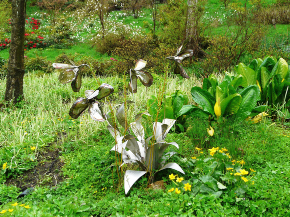Field poppy  @ Himalayan garden and sculpture park, Grewelthorpe � Paul Bartlett [1r]