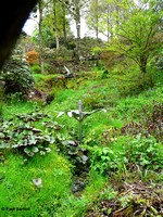 Water flower & Kingfisher @ Himalayan garden and sculpture park, Grewelthorpe � Paul Bartlett [1r]