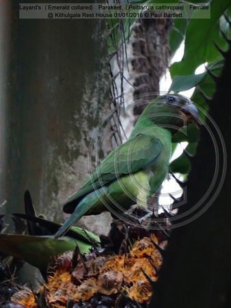 Layard’s (Emerald collared) Parakeet (Psittacula calthropae) Female @ Kithulgala Rest House 2016-01-01 © Paul Bartlett [2w]