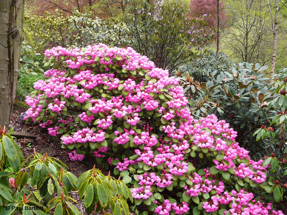 Rhododendron @ Himalayan garden and sculpture park, Grewelthorpe � Paul Bartlett [2r]