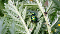 Tansy beetle Chrysolina graminis mating @ York riverside Fulford Ings 12 May 2016 © Paul Bartlett DSC03589