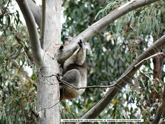 Koala climbing @ Mt. Lofty Botanical Park, nr. Adelaide 07-10-2014 � Paul Bartlett DSC07434