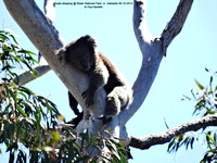 Koala sleeping @ Belair National Park, nr. Adelaide 09-10-2014 � Paul Bartlett DSC07727