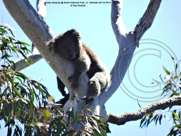 Koala sleeping @ Belair National Park, nr. Adelaide 09-10-2014 � Paul Bartlett DSC07727
