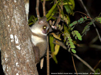 Madame Berthe's mouse lemur (Microcebus berthae) @ Kirindy Forest 14-07-2016 © Paul Bartlett [1]