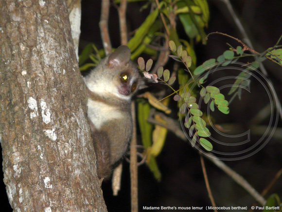 Madame Berthe's mouse lemur (Microcebus berthae) @ Kirindy Forest 14-07-2016 © Paul Bartlett [1]