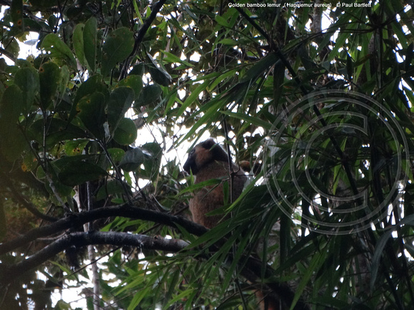 Golden bamboo lemur (Hapalemur aureus) @ Ranomofana NP 20-07-2016 © Paul Bartlett [1]