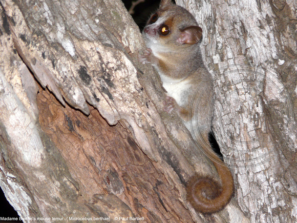 Madame Berthe's mouse lemur (Microcebus berthae) @ Kirindy Forest 14-07-2016 © Paul Bartlett [2]
